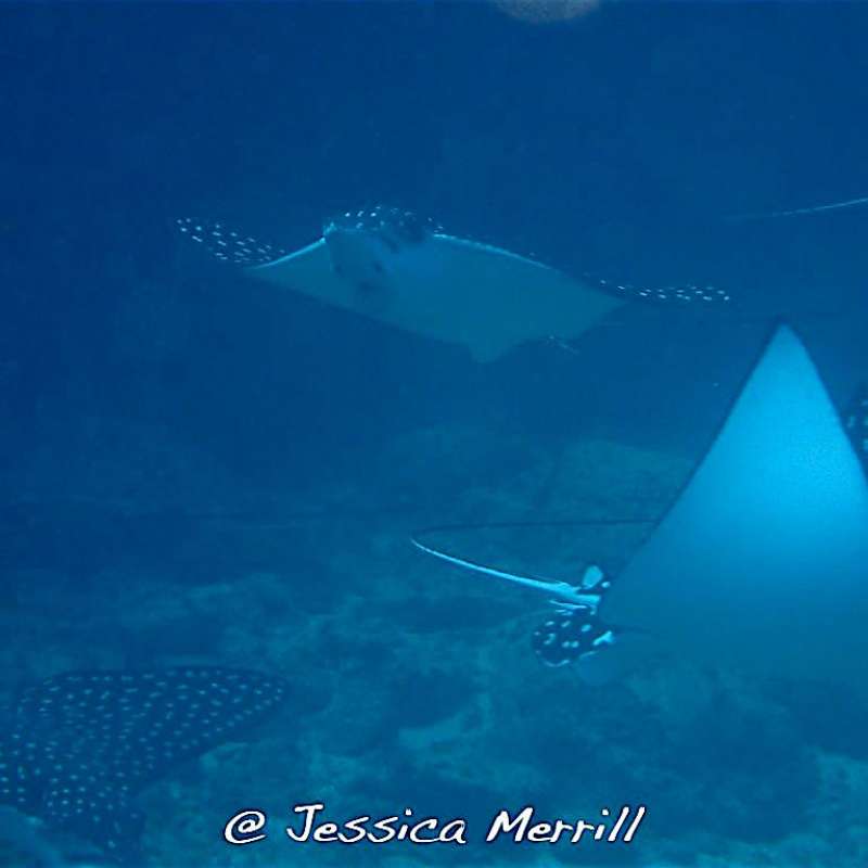 The Sea of Cortez