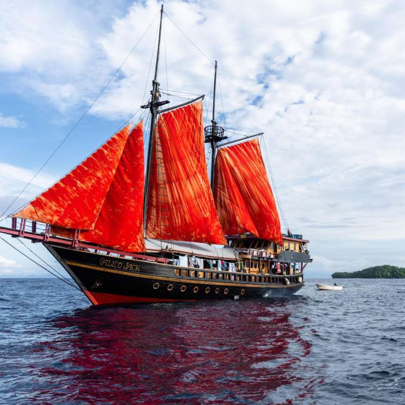Calico Jack